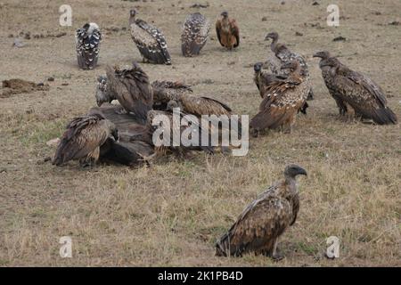 Amboseli, Kenya. 23rd ago, 2022. Gli avvoltoi si festeggiano su una più morta del parco Nazionale di Amboseli. Amboseli si trova a sud-est di Nairobi, non lontano dal confine keniota con la Tanzania ed è meglio conosciuto per i suoi numerosi elefanti. Credit: Steffen Trumpf/dpa/Alamy Live News Foto Stock