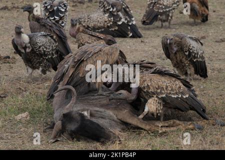 Amboseli, Kenya. 23rd ago, 2022. Gli avvoltoi si festeggiano su una più morta del parco Nazionale di Amboseli. Amboseli si trova a sud-est di Nairobi, non lontano dal confine keniota con la Tanzania ed è meglio conosciuto per i suoi numerosi elefanti. Credit: Steffen Trumpf/dpa/Alamy Live News Foto Stock