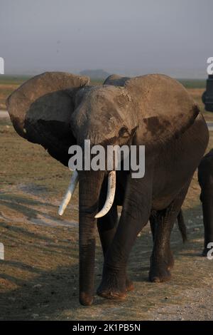 Amboseli, Kenya. 22nd ago, 2022. Un elefante cammina attraverso il Parco Nazionale di Amboseli. Situato a sud-est di Nairobi, non lontano dal confine keniota con la Tanzania, Amboseli è meglio conosciuto per i suoi numerosi elefanti. Credit: Steffen Trumpf/dpa/Alamy Live News Foto Stock