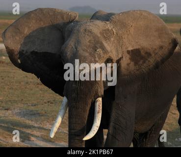 Amboseli, Kenya. 22nd ago, 2022. Un elefante cammina attraverso il Parco Nazionale di Amboseli. Situato a sud-est di Nairobi, non lontano dal confine keniota con la Tanzania, Amboseli è meglio conosciuto per i suoi numerosi elefanti. Credit: Steffen Trumpf/dpa/Alamy Live News Foto Stock