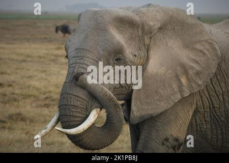 Amboseli, Kenya. 22nd ago, 2022. Un elefante cammina attraverso il Parco Nazionale di Amboseli. Situato a sud-est di Nairobi, non lontano dal confine keniota con la Tanzania, Amboseli è meglio conosciuto per i suoi numerosi elefanti. Credit: Steffen Trumpf/dpa/Alamy Live News Foto Stock