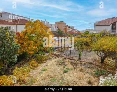 Paesaggio a Vilaflor, un comune e villaggio nella parte sud-centrale dell'isola di Tenerife, una delle isole Canarie, e parte di Santa Cruz Foto Stock