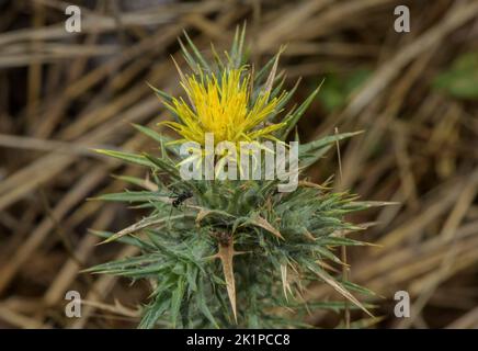 Discendente zafferano, Carthamus lanatus, in fiore nei Pirenei pianeggianti. Erbacce invasive in alcune aree. Foto Stock