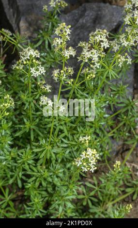 Cannuccia bianca, album Galium su roccia calcarea, Pirenei. Foto Stock
