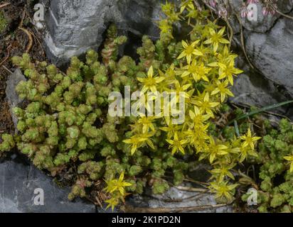 Pungente stonecrop, Sedum acro in fiore, Pirenei. Foto Stock