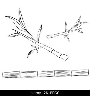 Contorno di tronco di bambù e ramoscelli di bambù con foglie isolate su sfondo bianco. Clipart, elemento di disegno vettoriale. Illustrazione Vettoriale