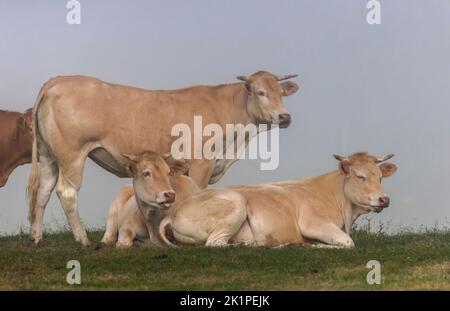 Gruppo di mucche in pascoli alti, in una mattina nebbiosa, nei Pirenei sopra Gacarnie. Francia. Foto Stock