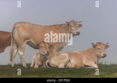 Gruppo di mucche in pascoli alti, in una mattina nebbiosa, nei Pirenei sopra Gacarnie. Francia. Foto Stock