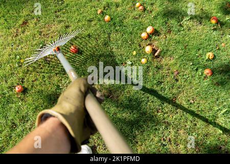 Raccogliere le mele cadute con un rastrello a foglia Foto Stock