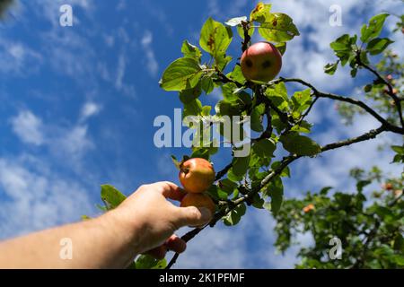 Raccogliere le mele da un albero a mano Foto Stock