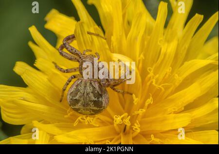 Un ragno di granchio, Xysticus sp, in attesa di Hawksbeard Pyrenean, Crepis pyrenaica. Pirenei. Foto Stock