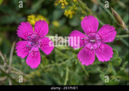 Rosa fanciulla, Dianthus deltoides in fiore nella prateria di montagna. Foto Stock