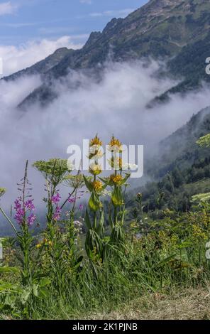 Grande genziana gialla, Gentiana lutea, Rosebay Willow-herb ecc sul col de Puymorens, nei Pirenei orientali vicino ad Andorra, con nebbia oltre. Francia. Foto Stock