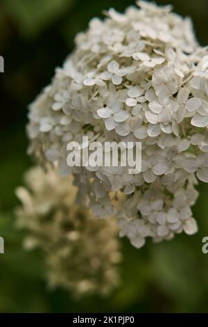 Un colpo selettivo di fuoco di fiori di idrangea lisci nel giardino alla luce del giorno Foto Stock