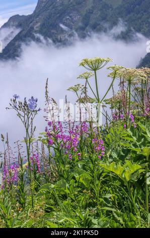 Rosebay Willow-herb e capelli senza zuppa blu sul col de Puymorens, nei Pirenei orientali vicino ad Andorra, con nebbia oltre. Francia. Foto Stock