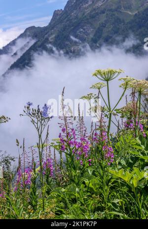 Rosebay Willow-herb e capelli senza zuppa blu sul col de Puymorens, nei Pirenei orientali vicino ad Andorra, con nebbia oltre. Francia. Foto Stock