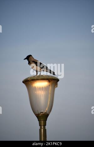 Uno scatto verticale di un corvo incappucciato su una lampada da strada la sera Foto Stock