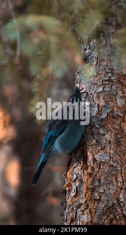 Una verticale di un uccello jay dello Steller appollaiato su una corteccia dell'albero. Foto Stock