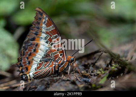 Farfalla Pasha a due code - Charaxes jasius, bella farfalla colorata da prati e giardini africani, Uganda. Foto Stock