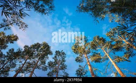 Una vista vivida del cielo blu attraverso un'apertura negli alberi di foresta densa, angolo basso. Foto Stock