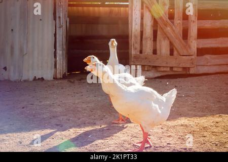 Oche bianche. Allevamento di pollame. Belle oche bianche in raggi di sole luminoso. Foto Stock