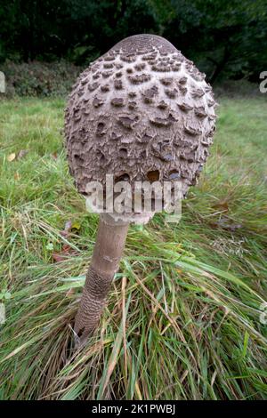 Ombrellone funghi, Macrolepiota procera; testa del bastone prima di aprire completamente Norfolk, ottobre Foto Stock