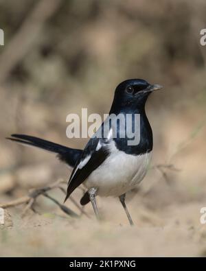 Uno scatto verticale di un magpie-robin orientale sul terreno con fondo sfocato Foto Stock