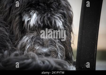 Goldendoodle sdraiato su una terrazza in legno. Cane ibrido arricciato in su e pelliccia arricciata di fronte allo spettatore. Foto animale di un cane Foto Stock