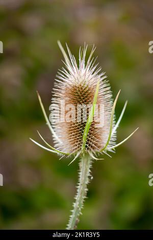 Testa di fiore morto di una pianta di Teasel, (Dipsacus fullonum) Foto Stock