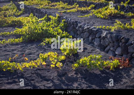 Vigneto tipico della regione di la Geria sull'isola di Lanzarote che protegge le vigne dai venti pesanti costruendo pareti in sto di lava Foto Stock