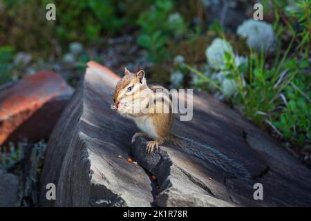 Chipmunk mangia le noci mentre siede su una pietra. Primo piano con sfondo di foresta sfocato. Foto Stock