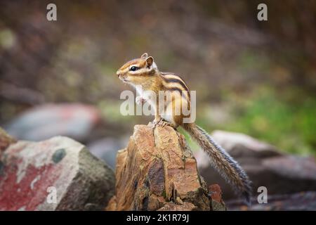 Un chipmunk di allarme si siede sopra una pietra. Primo piano Foto Stock