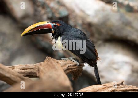 Green aracari Pteroglossus viridis Cotswold Wildflie Park, Burford, Regno Unito Foto Stock