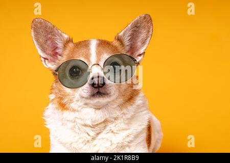 Cane Chihuahua in occhiali scuri su sfondo giallo Foto Stock