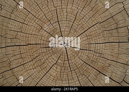 interno naturale modellato di un vecchio albero tagliato, sfondo Foto Stock