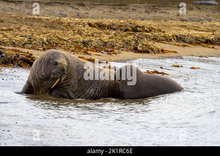 Valro Atlantico (Odobenus rosmareus). Questo grande e gregarioso parente del sigillo ha delle zusche che possono raggiungere un metro di lunghezza. Sia il maschio (tori) e. Foto Stock