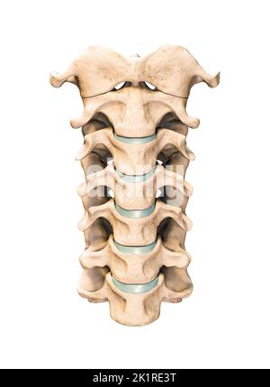 Vista anteriore o frontale delle sette vertebre cervicali umane isolate su sfondo bianco 3D rappresentazione grafica. Anatomia, osteologia, medicina in bianco Foto Stock