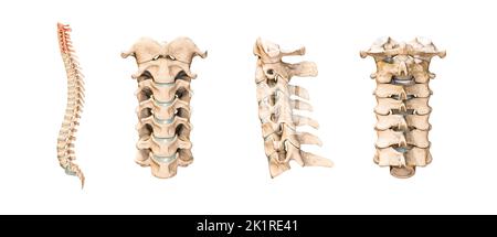 Illustrazione del rendering 3D accurata delle vertebre cervicali umane o delle ossa isolate su sfondo bianco. Viste anteriore, laterale e posteriore. Anatomia, farmaco Foto Stock