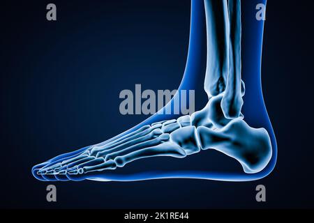 Vista laterale o profilo di ossa del piede sinistro umano accurate con contorni del corpo su sfondo blu 3D rappresentazione grafica. Anatomia, osteologia, ortopea Foto Stock