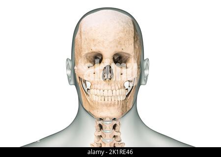 Vista anteriore o frontale del cranio umano o delle ossa della testa con vertebre cervicali e contorni del corpo 3D che rendono l'illustrazione isolata su sfondo bianco. Foto Stock