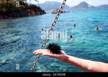 Riccio di mare Echinothrix diadema, comunemente chiamato riccio di diadema o riccio blu-nero, a portata di mano. Riccio di mare nero in mano femminile Foto Stock