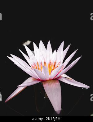 Un primo piano di fiore rosa Nelumbo nucifera isolato su sfondo nero Foto Stock
