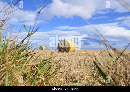 Balle di fieno in Irlanda Foto Stock