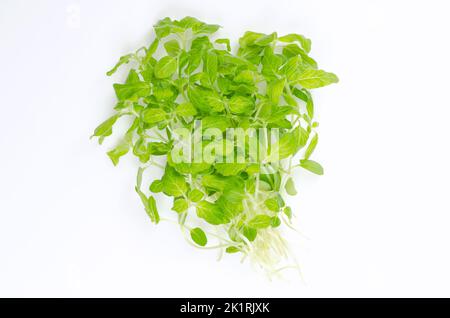 Mazzo di microgreens di sesamo su sfondo bianco. Pronto a mangiare, piante giovani fresche e verdi di Sesamum, anche conosciuto come benne. Foto Stock