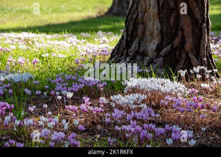 Grumi di fiori di ciclamino bianco e rosa hederifolium che crescono sotto un albero, fotografati presso il giardino di RHS Wisley, Surrey UK. Foto Stock