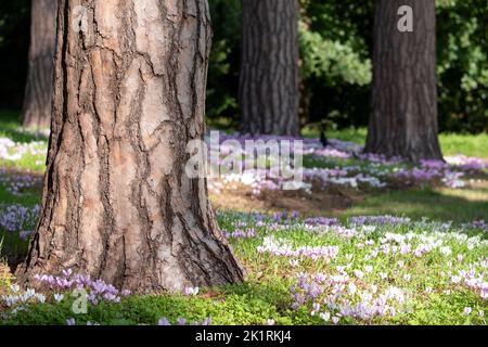 Grumi di fiori di ciclamino bianco e rosa hederifolium che crescono sotto un albero, fotografati presso il giardino di RHS Wisley, Surrey UK. Foto Stock