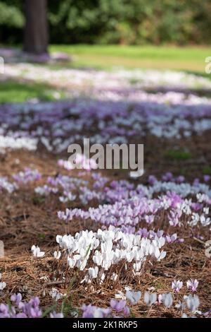 Grumi di fiori di ciclamino bianco e rosa hederifolium che crescono sotto un albero, fotografati presso il giardino di RHS Wisley, Surrey UK. Foto Stock