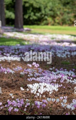 Grumi di fiori di ciclamino bianco e rosa hederifolium che crescono sotto un albero, fotografati presso il giardino di RHS Wisley, Surrey UK. Foto Stock