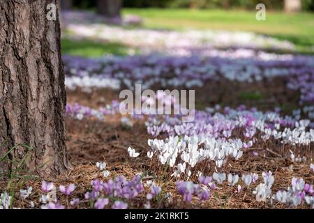 Grumi di fiori di ciclamino bianco e rosa hederifolium che crescono sotto un albero, fotografati presso il giardino di RHS Wisley, Surrey UK. Foto Stock