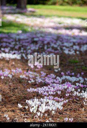 Grumi di fiori di ciclamino bianco e rosa hederifolium che crescono sotto un albero, fotografati presso il giardino di RHS Wisley, Surrey UK. Foto Stock